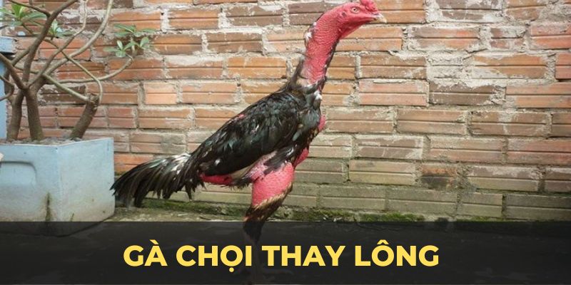 Gà chọi thay lông ảnh đại diện