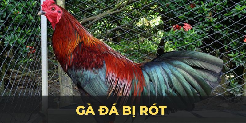 Gà đá bị rót ảnh đại diện