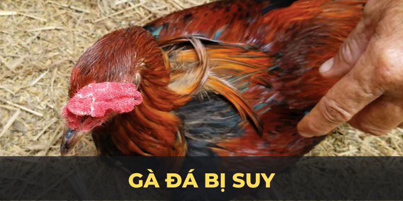 Gà đá bị suy ảnh đại diện