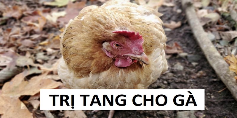 Trị tang cho gà ảnh đại diện