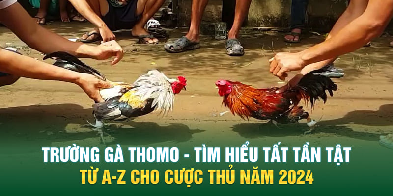 Trường gà Thomo ảnh đại diện